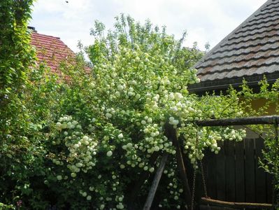 viburnum opulus Roseum