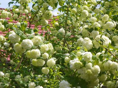 viburnum opulus Roseum