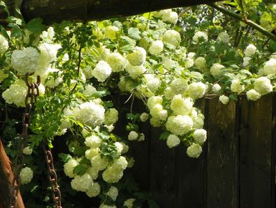 viburnum opulus Roseum