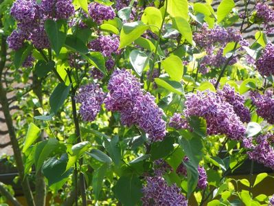 syringa Sensation