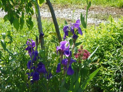 iris germanica