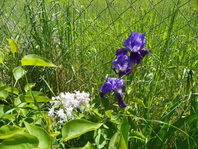 iris germanica