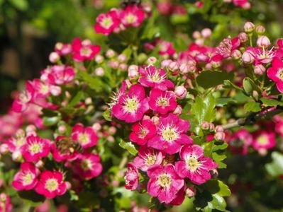 crataegus laevigata Punicea