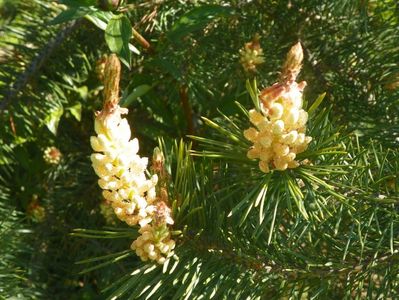 pinus sylvestris