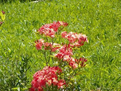 azalea Corneille