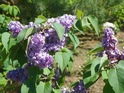 syringa Marechal Lannes