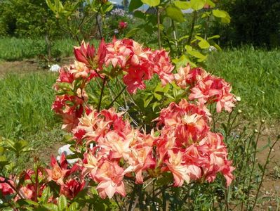 azalea Corneille
