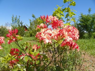 azalea Corneille