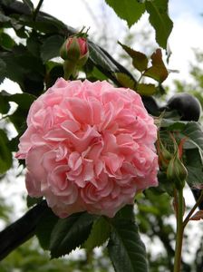 Rose de Tolbiac