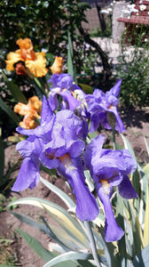 Iris variegat si savannah sunset