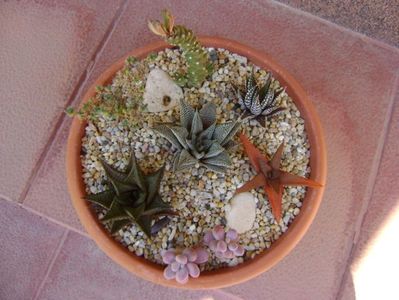 Grup de 7 suculente; Haworthia limifolia
Haworthia limifolia var. striata
Haworthia fasciata
Haworthia angustifolia 
Graptopetalum amethystinum
Monadenium guentheri
Trichodiadema bulbosum
