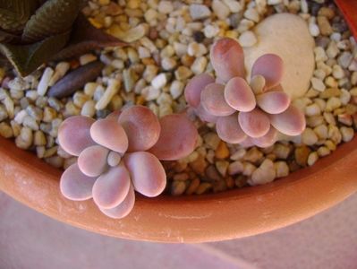 Graptopetalum amethystinum