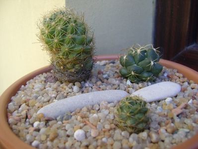 Grup de 3 Coryphantha; Coryphantha maiz-tablasensis
Coryphantha sp.
Coryphantha delaetiana
