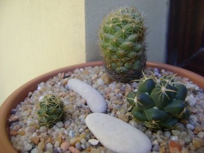 Grup de 3 Coryphantha; Coryphantha maiz-tablasensis
Coryphantha sp.
Coryphantha delaetiana
