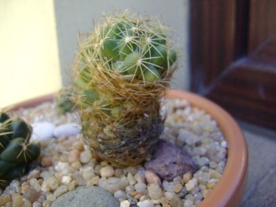 Coryphantha delaetiana