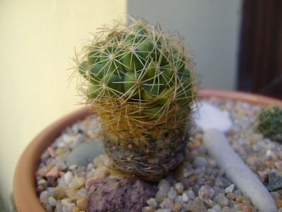 Coryphantha delaetiana