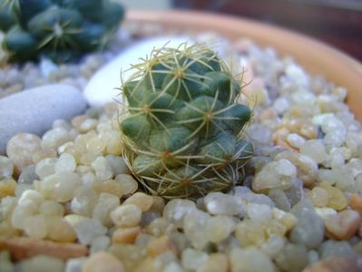 Coryphantha sp.