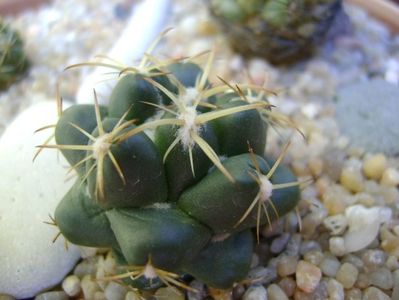 Coryphantha maiz-tablasensis