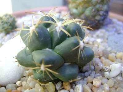 Coryphantha maiz-tablasensis