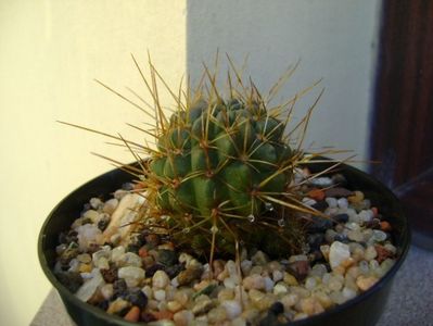 Lobivai aculeata (Echinopsis pentlandii)