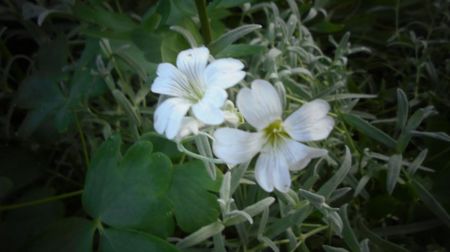 Cerastium tomentosum