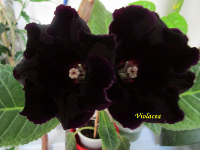 Violacea(24-05-2019)