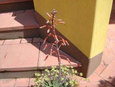 Aloe aristata, tija florala