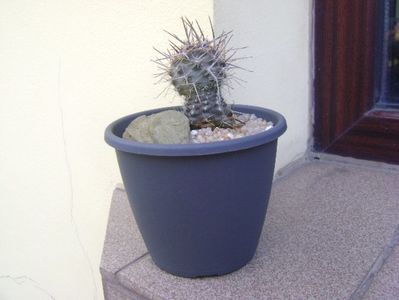 Austrocactus patagonicus