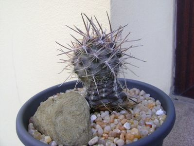 Austrocactus patagonicus