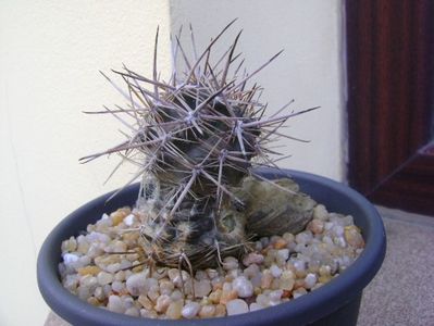 Austrocactus patagonicus