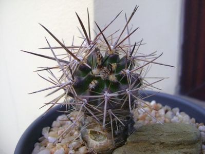 Austrocactus patagonicus