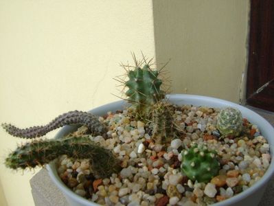 Austrocactus, Escobaria, Echinocereus; Austr. gracilis             
Austr. longicarpus
Austr. hibernus
Escobaria vivipara v. alversonii 
Echinoc. triglochidiatus
Echinoc. triglochidiatus v. mojavensis inermis
