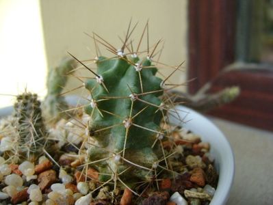 Echinocereus triglochidiatus