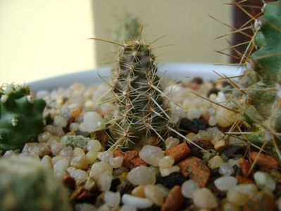 Austrocactus gracilis (Bertinii)