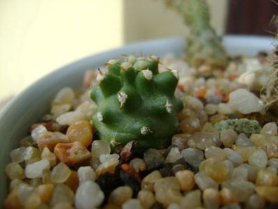 Echinocereus triglochidiatus v. mojavensis inermis