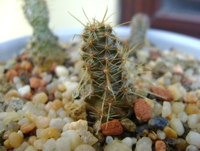 Austrocactus gracilis (Bertinii)