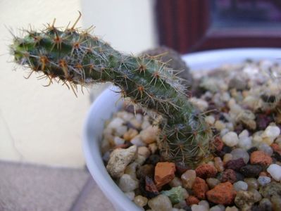 Austrocactus longicarpus