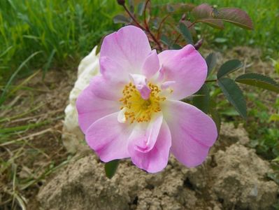 rosa rubrifolia Nova