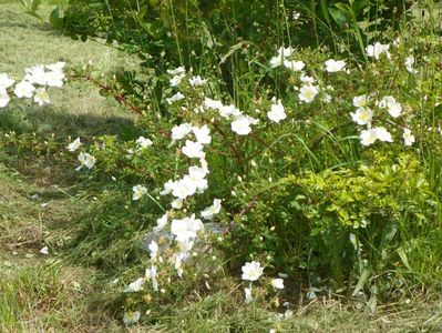 spinosissima Repens