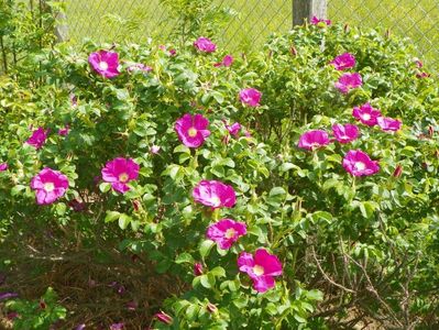 rosa rugosa Rubra