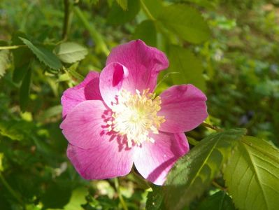 rosa pendulina