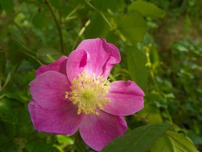 rosa pendulina