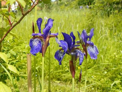 iris sibirica Shaker's Prayer