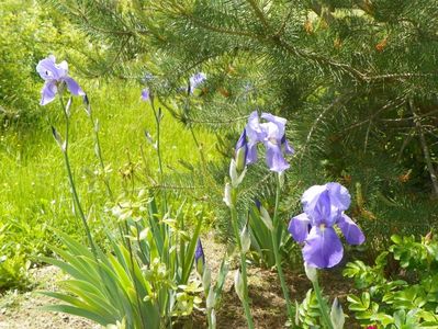 iris pallida