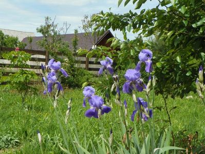 iris pallida