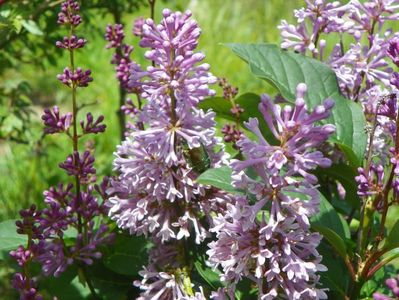 syringa Minuet