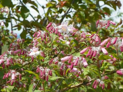 kolkwitzia amabilis Pink Cloud