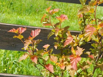 physocarpus Amber Jubilee