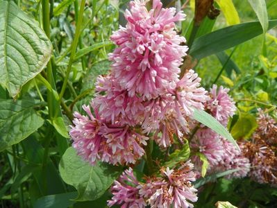 syringa Miss Canada