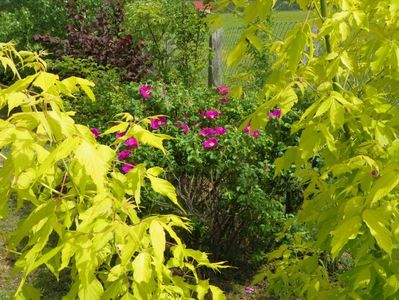 rosa rugosa Rubra